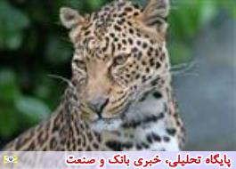 پلنگ ایرانی در حال انقراض در کوه های میناب هرمزگان مشاهده شده است